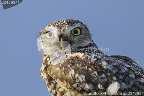 Image of athene cunicularia, burrowing owl