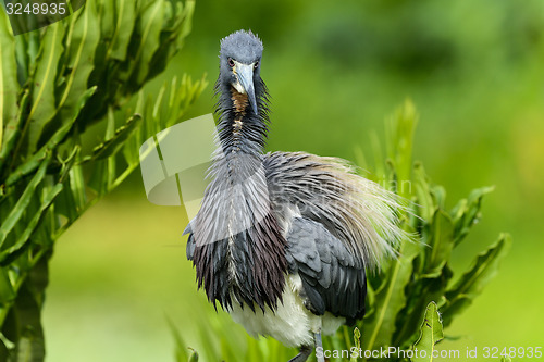 Image of tricolored heron, wacodahatchee wetlands