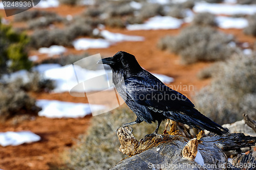 Image of raven, island in the sky, ut