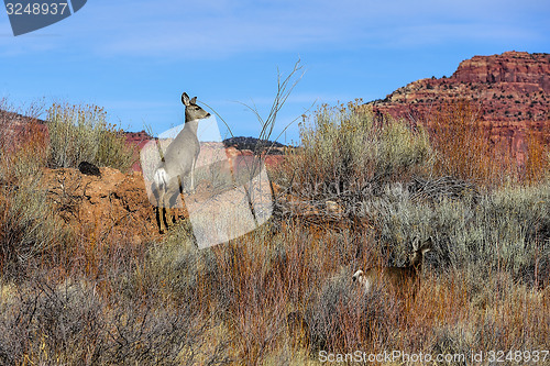 Image of mule deer somewhere near bryce, ut