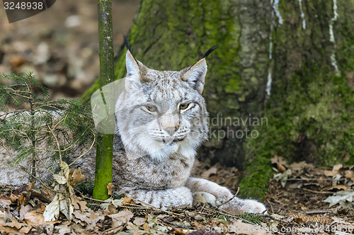 Image of lynx lynx