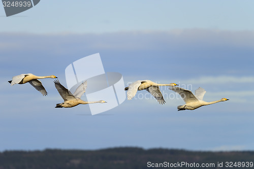 Image of whooper swan