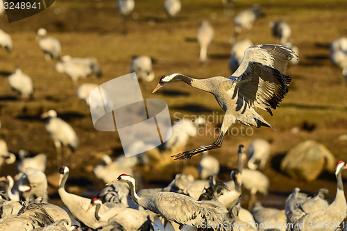 Image of eurasian crane