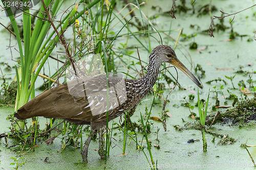 Image of limpkin