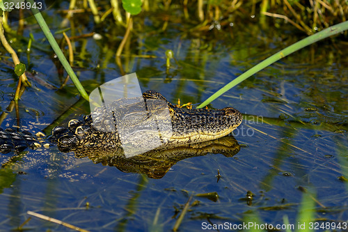 Image of american alligator, viera wetlands