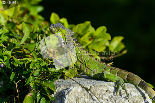 Image of green iguana