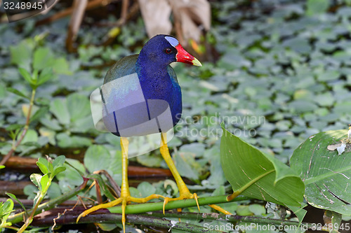 Image of purple gallinule, wacodahatchee wetlands