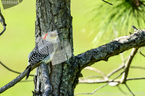 Image of red-bellied woodpecker, viera wetlands