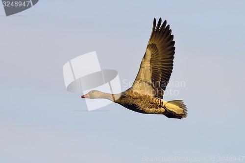 Image of greylag goose