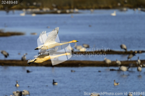 Image of whooper swan