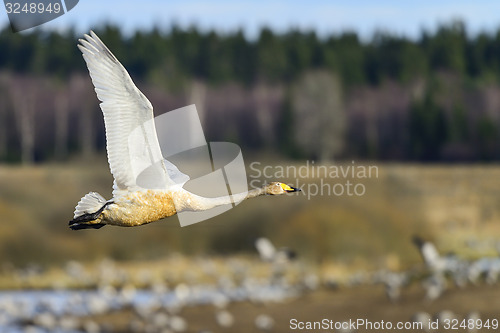 Image of whooper swan