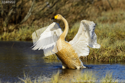 Image of whooper swan