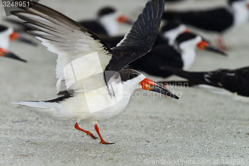 Image of black skimmer, rynchops niger