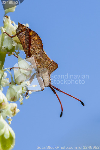 Image of dock leaf bug, coreus marginatus