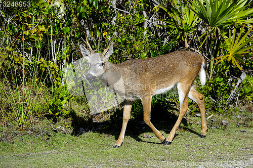 Image of key deer