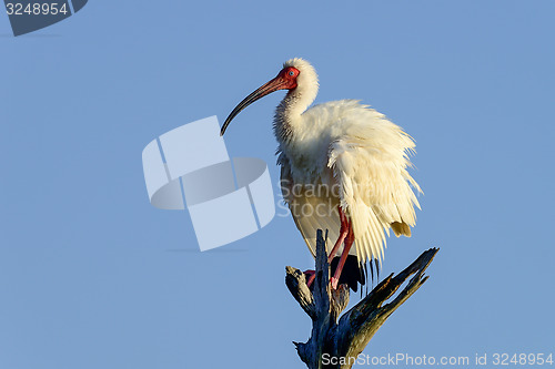 Image of american white ibis, viera wetlands