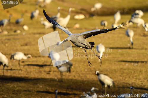 Image of eurasian crane