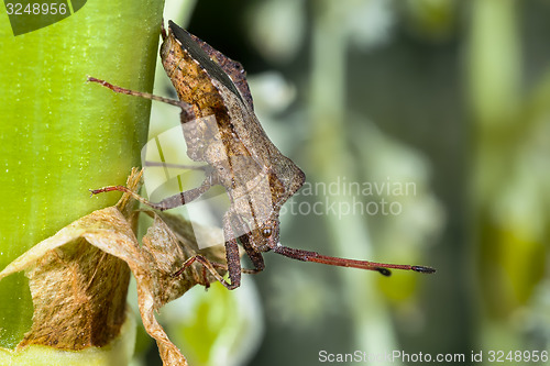 Image of dock leaf bug, coreus marginatus