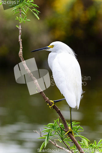 Image of snowy egret