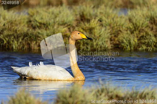 Image of whooper swan