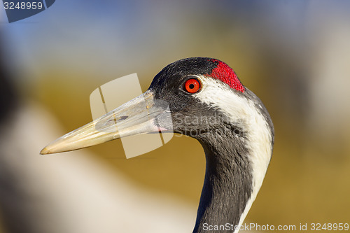 Image of eurasian crane