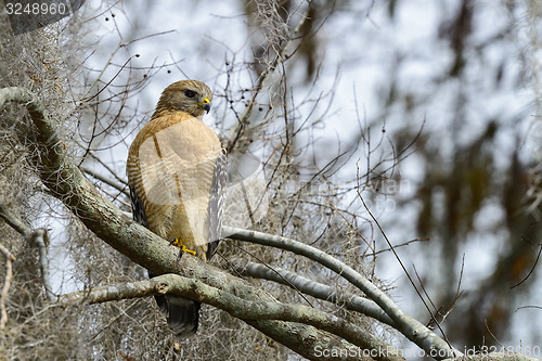 Image of red-shouldered hawk