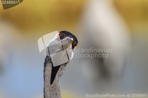 Image of eurasian crane