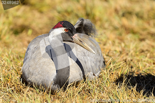 Image of eurasian crane