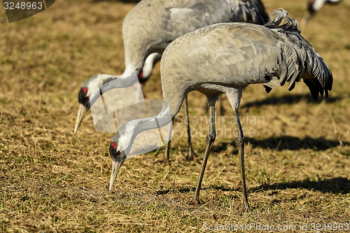 Image of eurasian crane