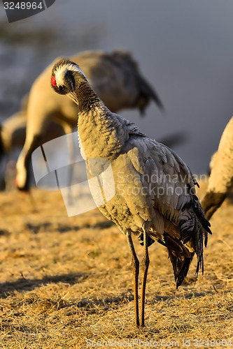 Image of eurasian crane