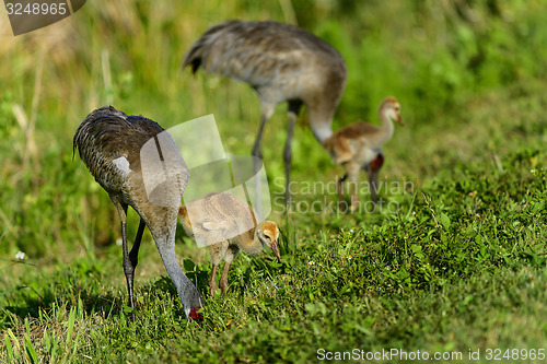 Image of sandhill crane, viera wetlands