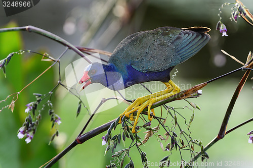 Image of purple gallinule, wacodahatchee wetlands