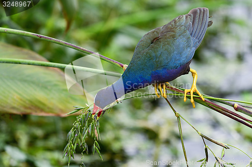 Image of purple gallinule, wacodahatchee wetlands