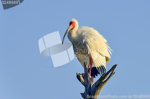 Image of american white ibis, viera wetlands