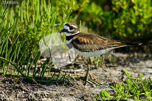 Image of killdeer, merritt-island