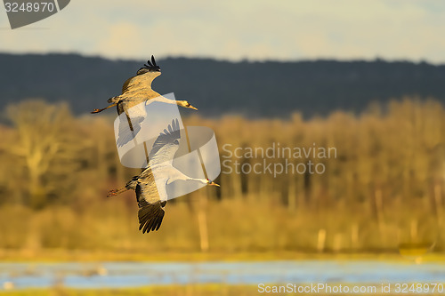 Image of eurasian crane