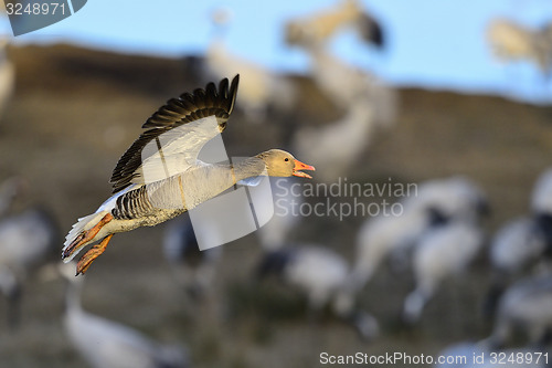 Image of greylag goose