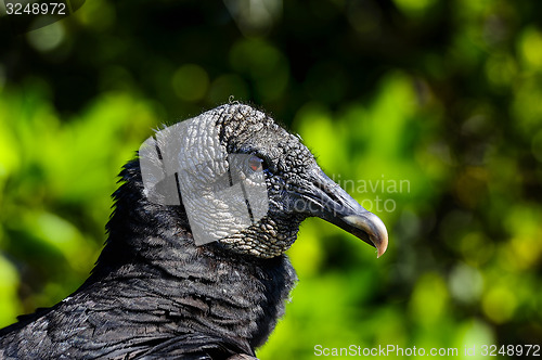 Image of coragyps atratus, black vulture