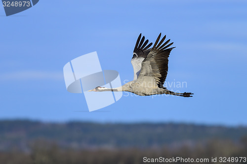 Image of eurasian crane