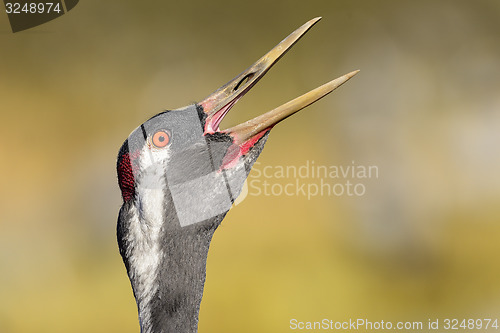 Image of eurasian crane