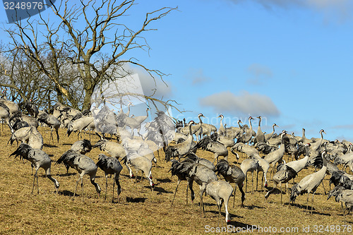 Image of eurasian crane