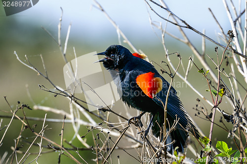 Image of agelaius phoeniceus, red-winged blackbird