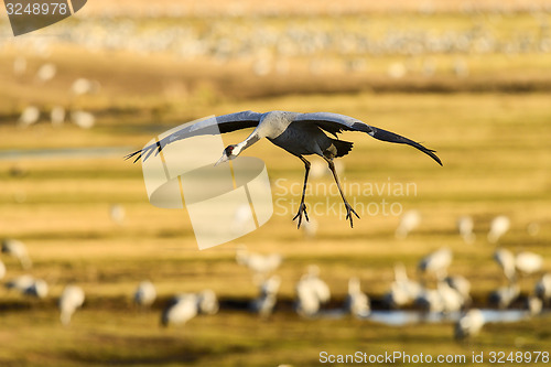 Image of eurasian crane