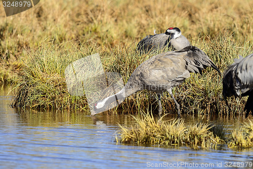 Image of eurasian crane