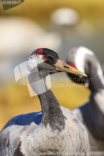 Image of eurasian crane