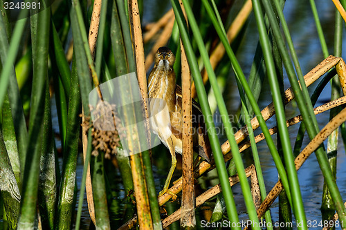 Image of least bittern, viera wetlands