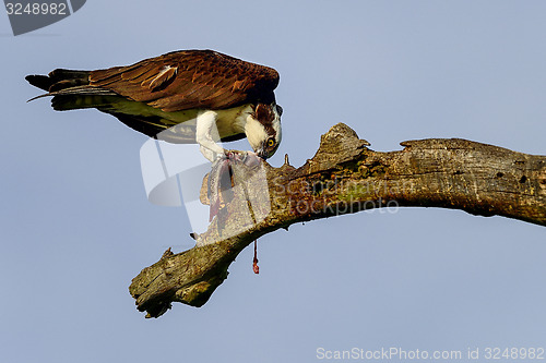 Image of osprey, circle-b-bar preserve