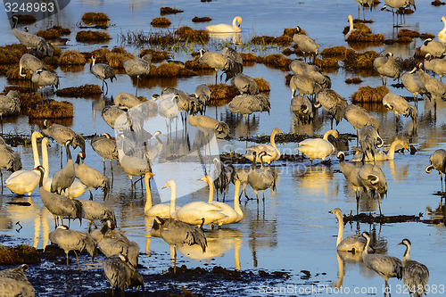 Image of eurasian crane