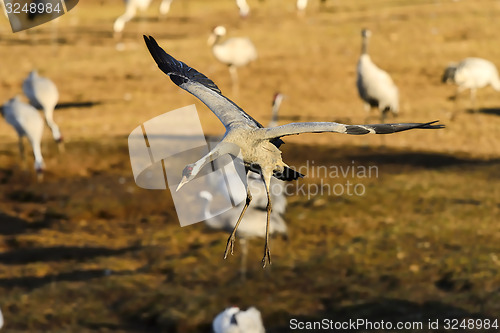 Image of eurasian crane