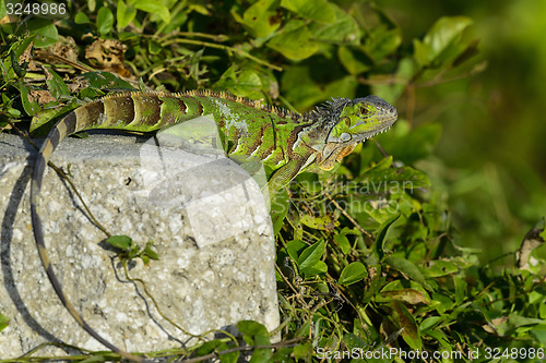 Image of green iguana